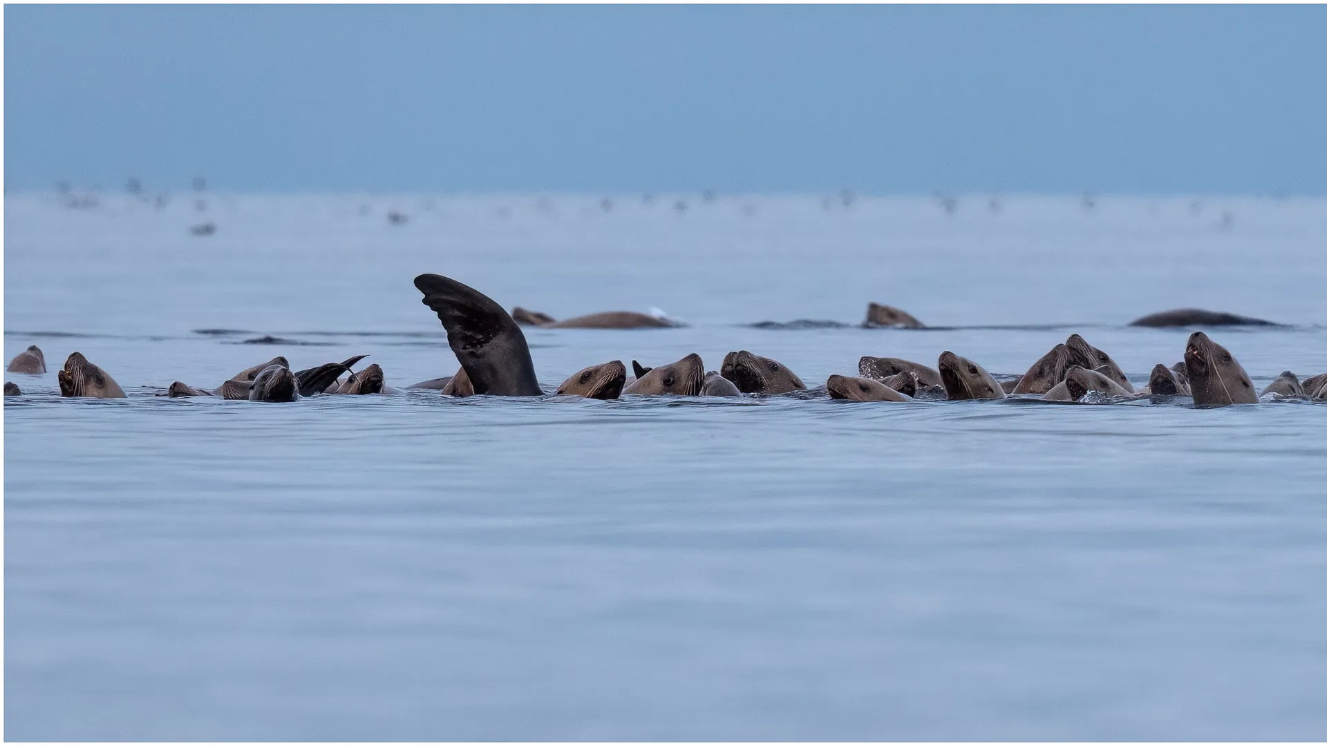 Banco de leones marinos asomando la cabeza al unísono sobre el mar — la mascota Seal de MariaDB en clave de cluster