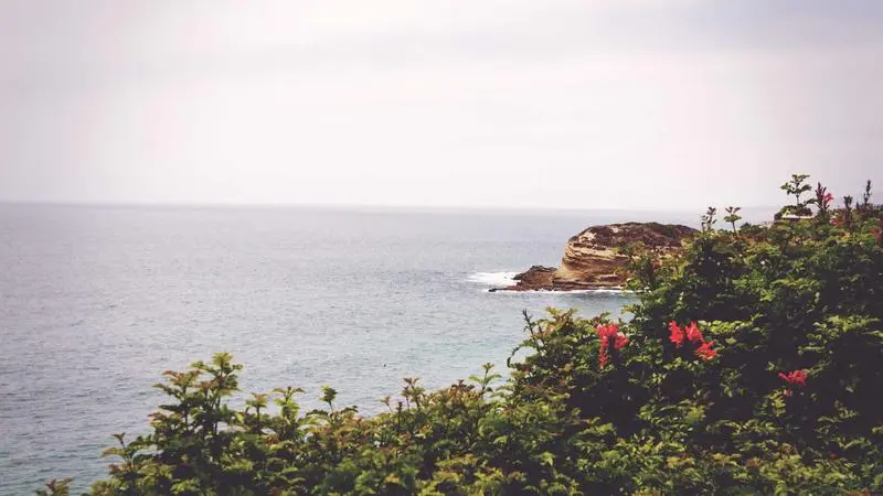 Olivar en la sierra con olivos centenarios