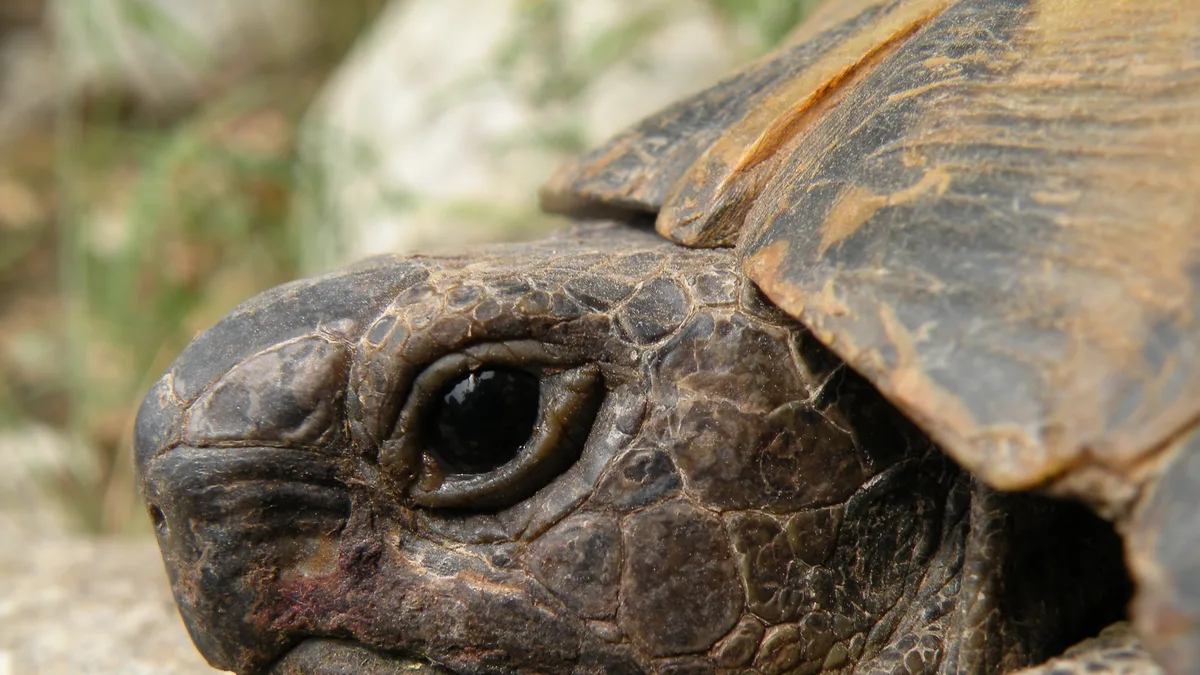 Primer plano del rostro de una tortuga, que evoca al maestro Oogway de Kung Fu Panda