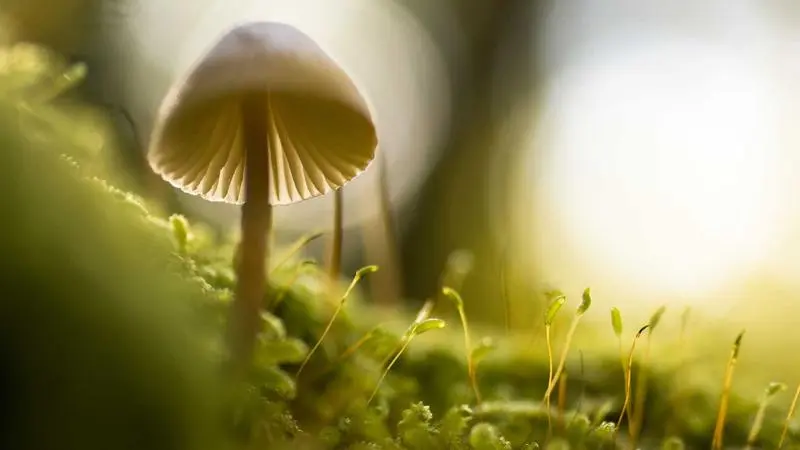 La cerveza de los domingos: por qué las amistades adultas necesitan rituales