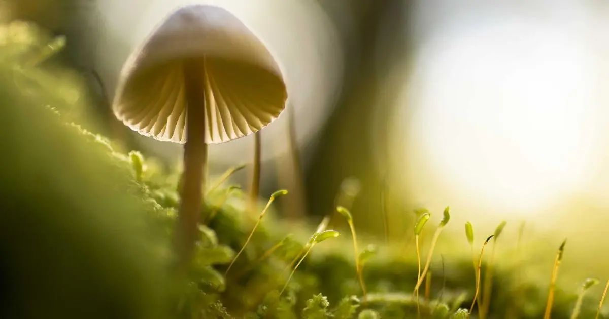 La cerveza de los domingos: por qué las amistades adultas necesitan rituales