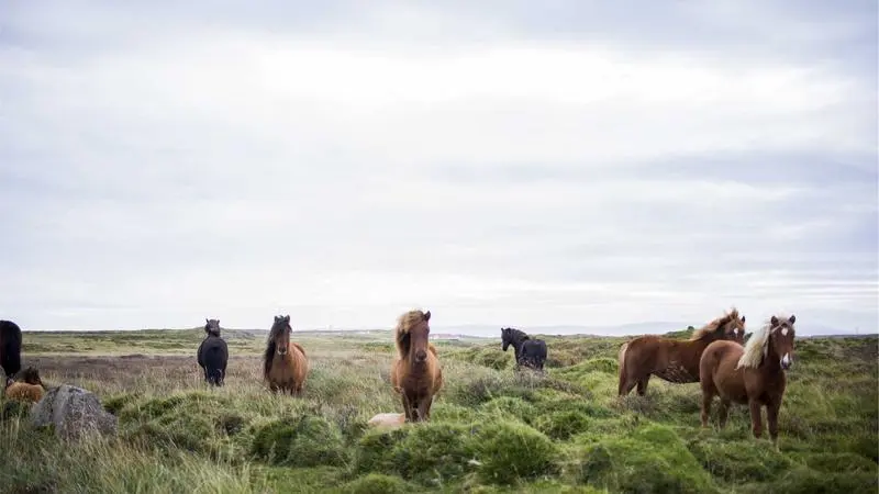 Una cena con amigos vale más que diez meetings